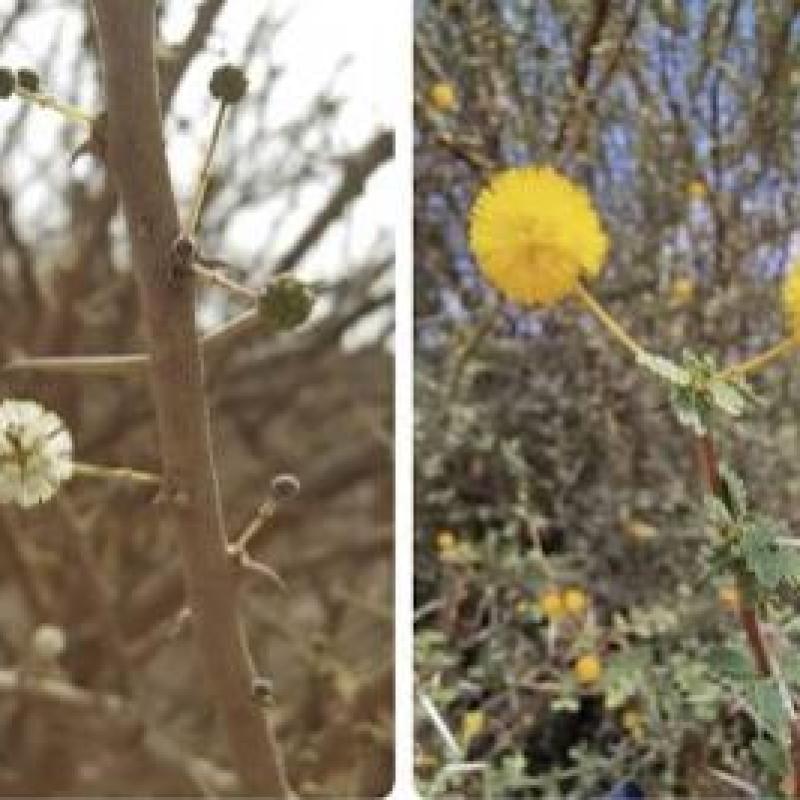 الفرق بين زهرة السمر وزهرة السلام: كيف تؤثر على خصائص العسل اليمني وفوائده الصحية؟