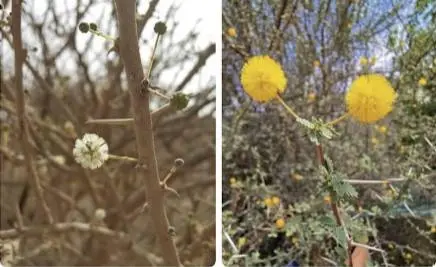الفرق بين زهرة السمر وزهرة السلام: كيف تؤثر على خصائص العسل اليمني وفوائده الصحية؟