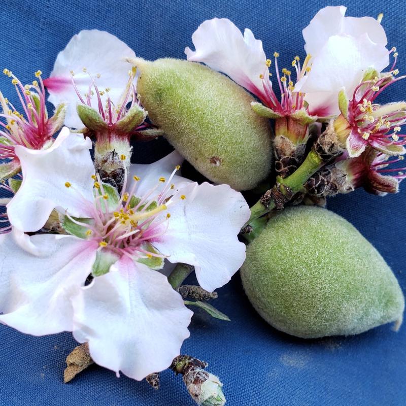 معلومات هامه عن اللوز الجبري