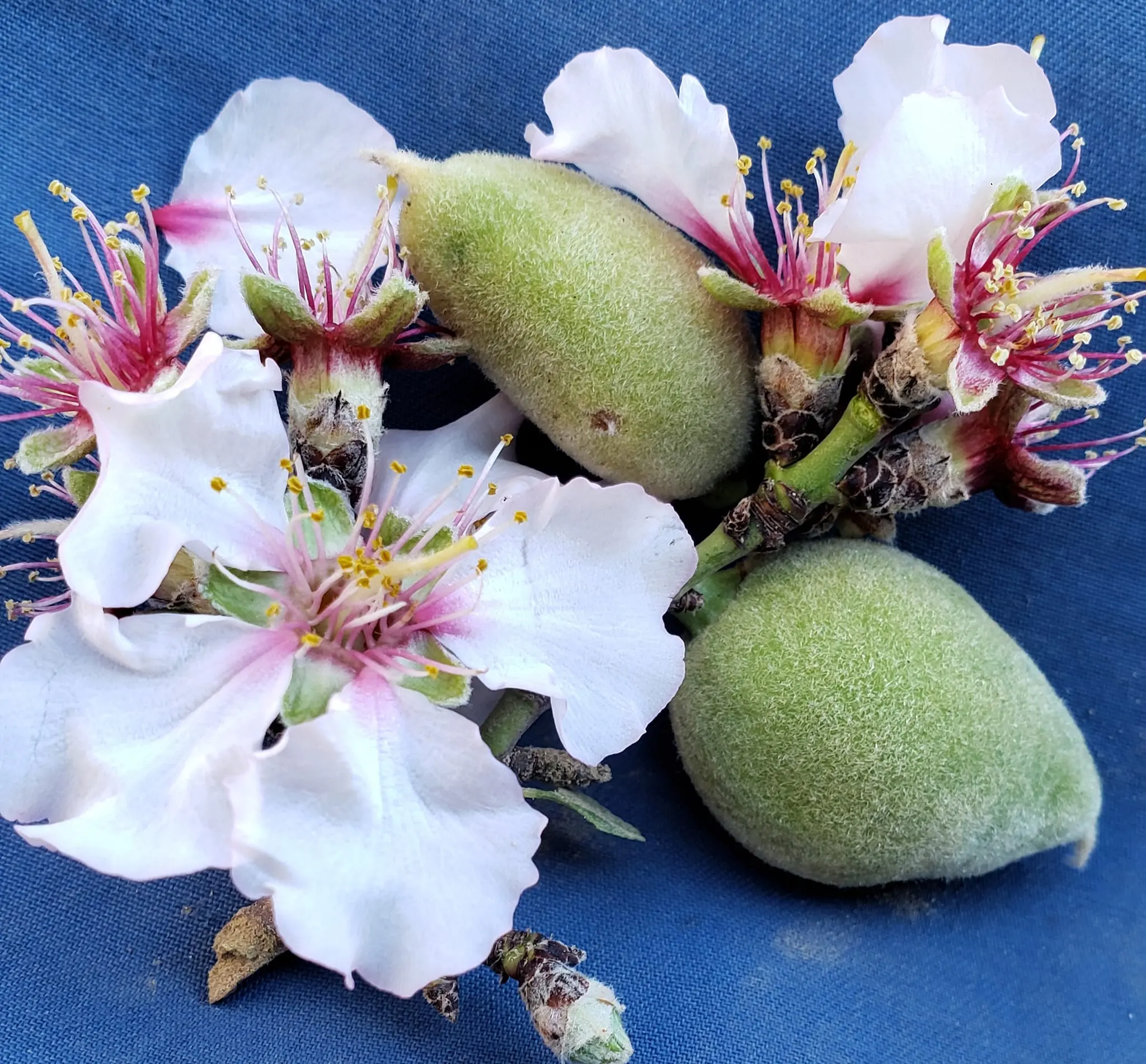 معلومات هامه عن اللوز الجبري