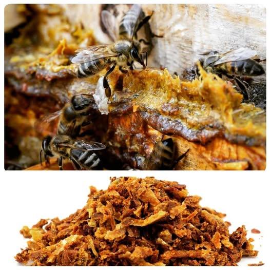 صمغ النحل (العكبر | البروبوليس): فوائده الصحية المذهلة واستخداماته العلاجية