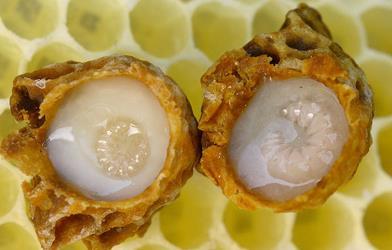 كيفية إنتاج الغذاء الملكي من طوائف النحل: دليل شامل للنحالين