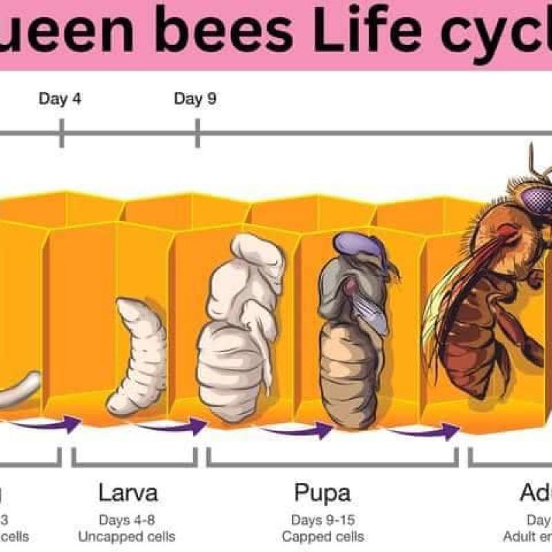 دورة حياة ملكة النحل: من البيضة حتى قيادة المستعمرة