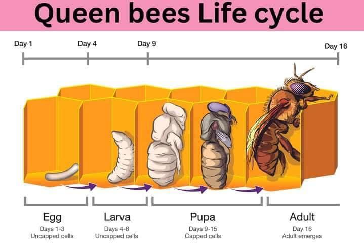 دورة حياة ملكة النحل: من البيضة حتى قيادة المستعمرة